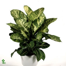 Aglaonema A2 Mix