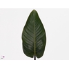 Philodendron Red Beauty MDK