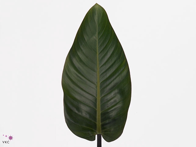 Philodendron Red Beauty