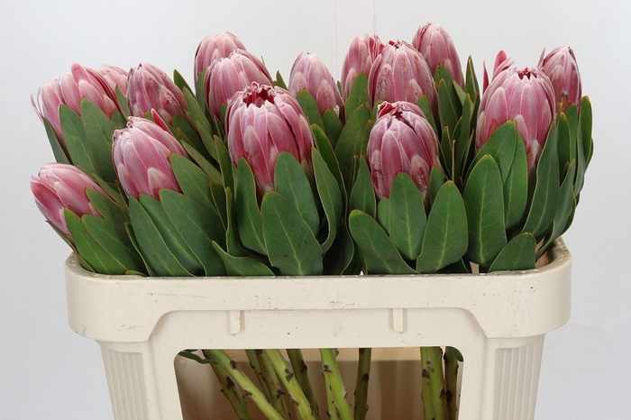 <h4>Protea Carnival</h4>