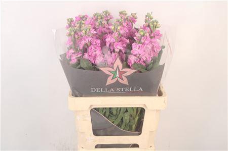 <h4>Matth Iron Pink</h4>