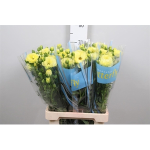 Ran Butterfly Helios