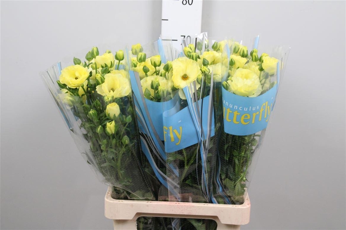 <h4>Ran Butterfly Helios</h4>