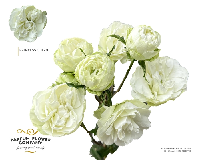 <h4>Rosa Spray Princess Shiro</h4>