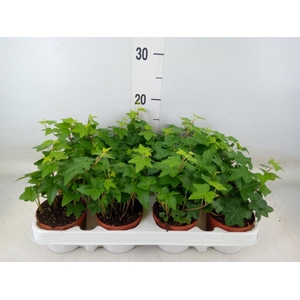 Hedera   ...green leafed