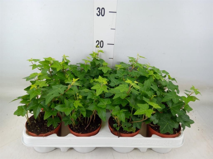 <h4>Hedera ...green leafed</h4>