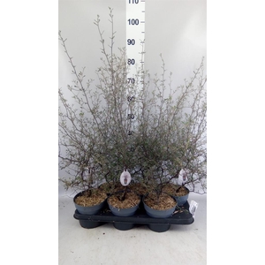 Corokia cotoneaster