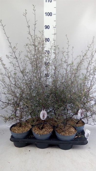 <h4>Corokia cotoneaster</h4>