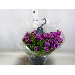 Petunia  'Surfinia'   ...