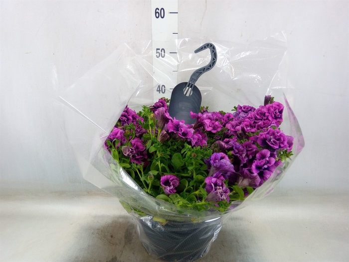 <h4>Petunia  'Surfinia'   ...</h4>