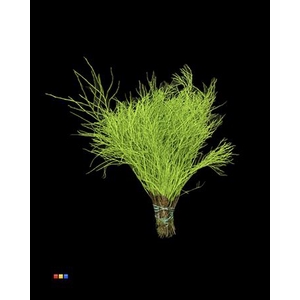 Vaccinium / Heidelbeer Green