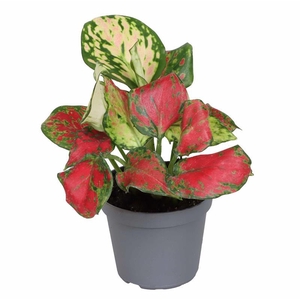 AGLAONEMA COMMUTATUM P6 RICH RED