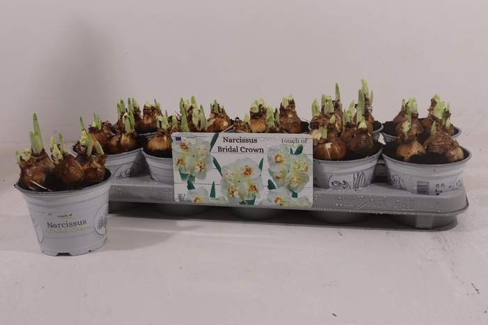 <h4>NARC D BRIDAL CROWN</h4>