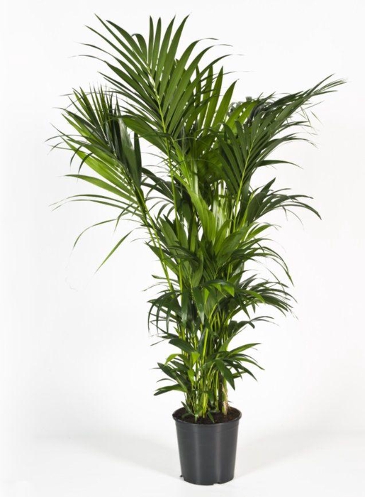 <h4>Howea forsteriana 180cm (Kentia)</h4>