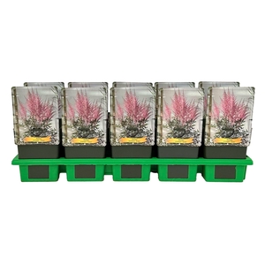 Astilbe