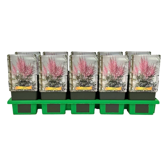 <h4>Astilbe</h4>