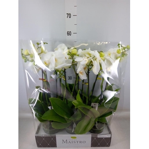 Phalaenopsis   ...white