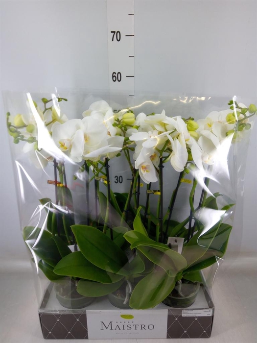 <h4>Phalaenopsis   ...white</h4>