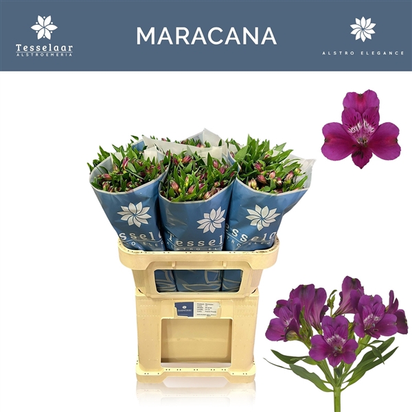 <h4>Alstroemeria Maracana 45gr</h4>