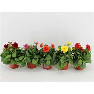 Dahlia Dahlietta Mixlaag / Mix CC