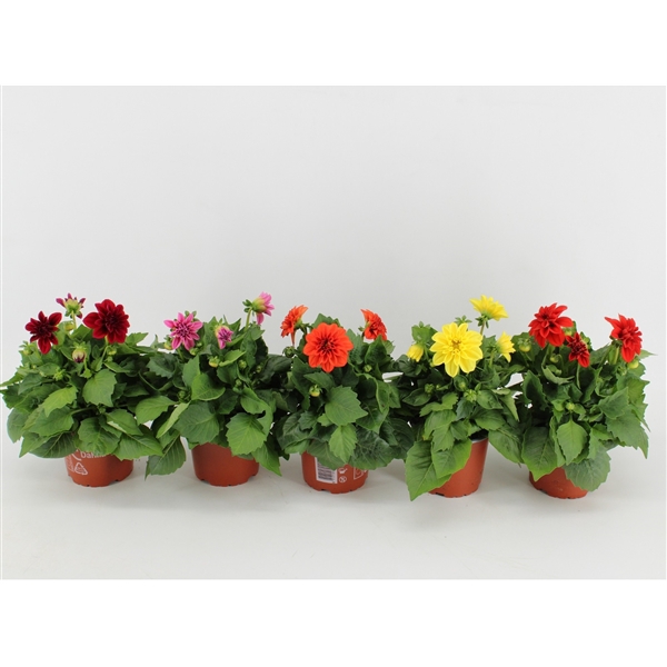 <h4>Dahlia Dahlietta Mixlaag / Mix CC</h4>