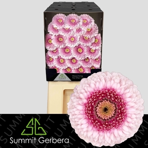 Germini Pomponi Tracy Diamond