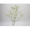 GYPSOPHILA PANICULATA PEARLS BLOSSOM 070 CM MIN 250 GRAMAS