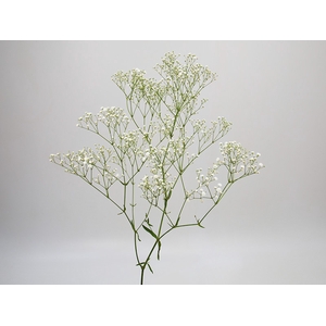 GYPSOPHILA PANICULATA PEARLS BLOSSOM 080 CM MIN 250 GRAMAS