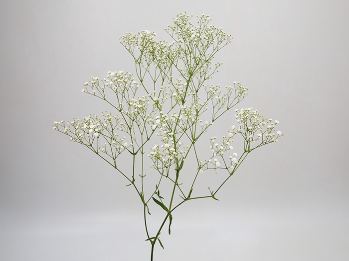 <h4>GYPSOPHILA PANICULATA PEARLS BLOSSOM 080 CM MIN 250 GRAMAS</h4>