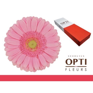 Gerbera Glossy Doos