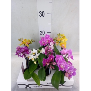 Phalaenopsis   ...mini