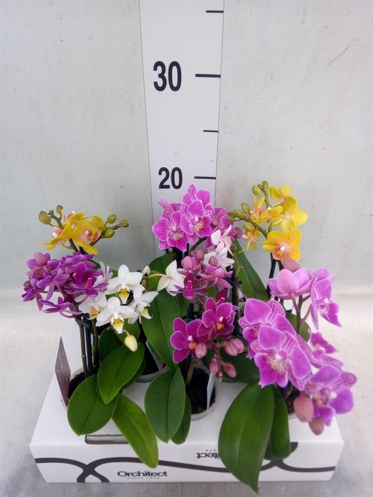 <h4>Phalaenopsis   ...mini</h4>