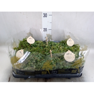 Peperomia pros.