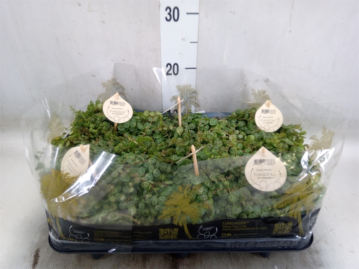 <h4>Peperomia pros.</h4>