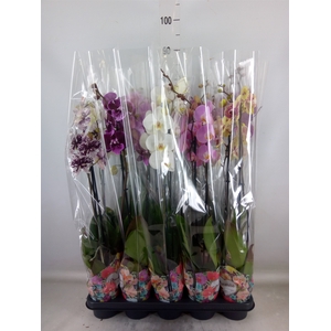 Phalaenopsis   ...