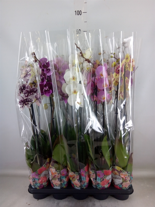 <h4>Phalaenopsis   ...</h4>