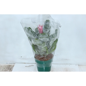 AECHMEA FASCIATA P17