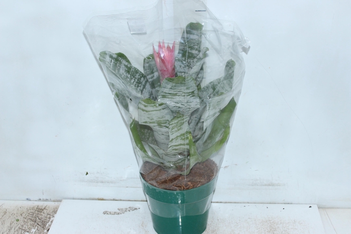 <h4>AECHMEA FASCIATA P17</h4>