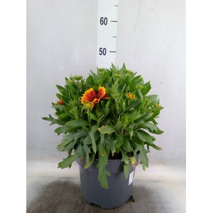 Gaillardia aristata