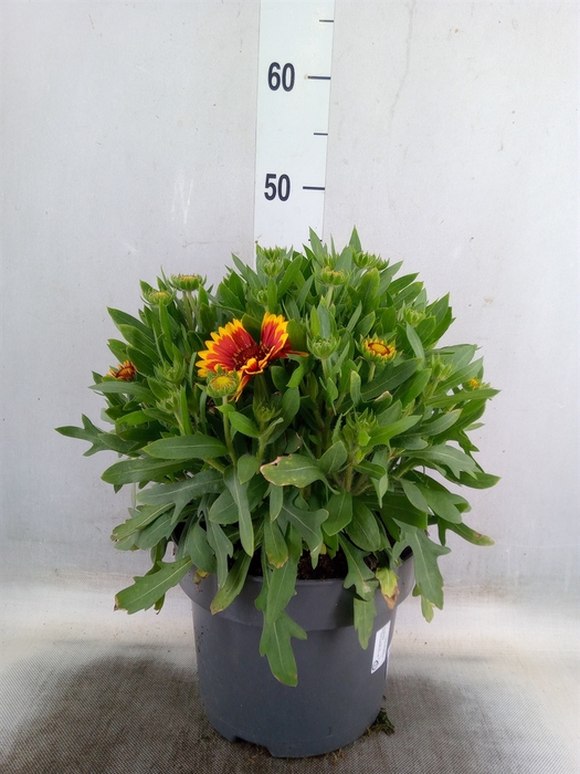 <h4>Gaillardia aristata</h4>
