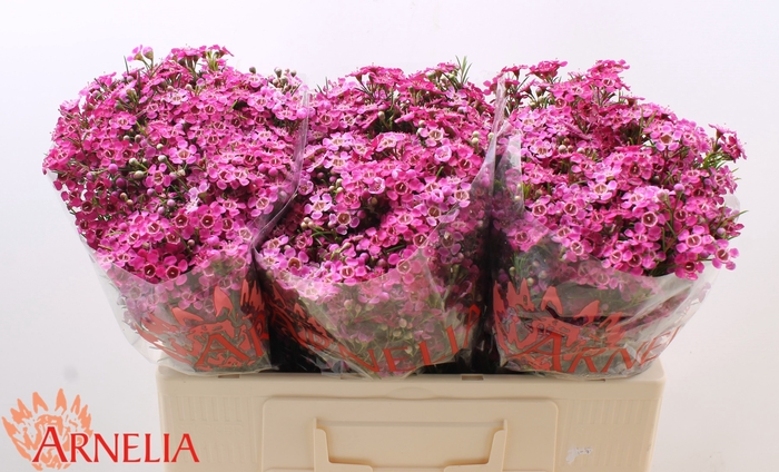 <h4>Chamelaucium 'purple Rain'</h4>