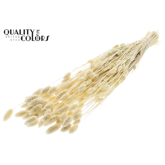<h4>Phalaris per bunch Bleached</h4>