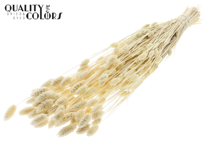 <h4>Phalaris per bunch Bleached</h4>