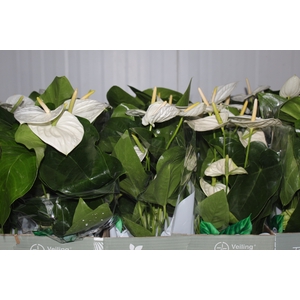 ANTHURIUM ALASKA P17
