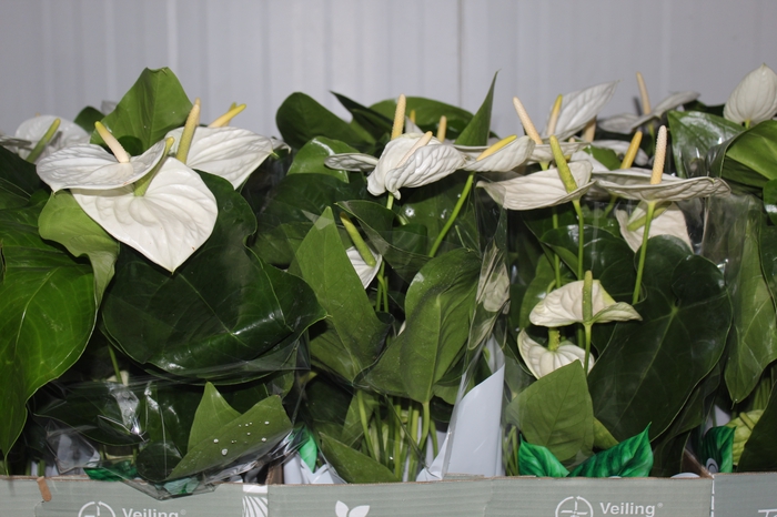 <h4>ANTHURIUM ALASKA P17</h4>