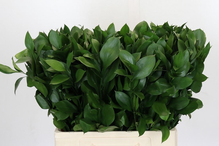 <h4>RUSCUS HYPOPHYLLUM</h4>