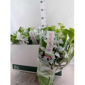 Epipremnum pinn.   HG