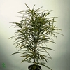 CROTON PICTUM P9