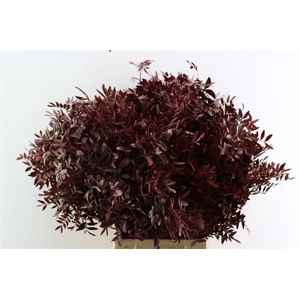 Pistache Geverfd Rood 50cm