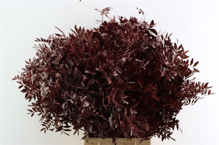 <h4>Pistache Geverfd Rood 50cm</h4>